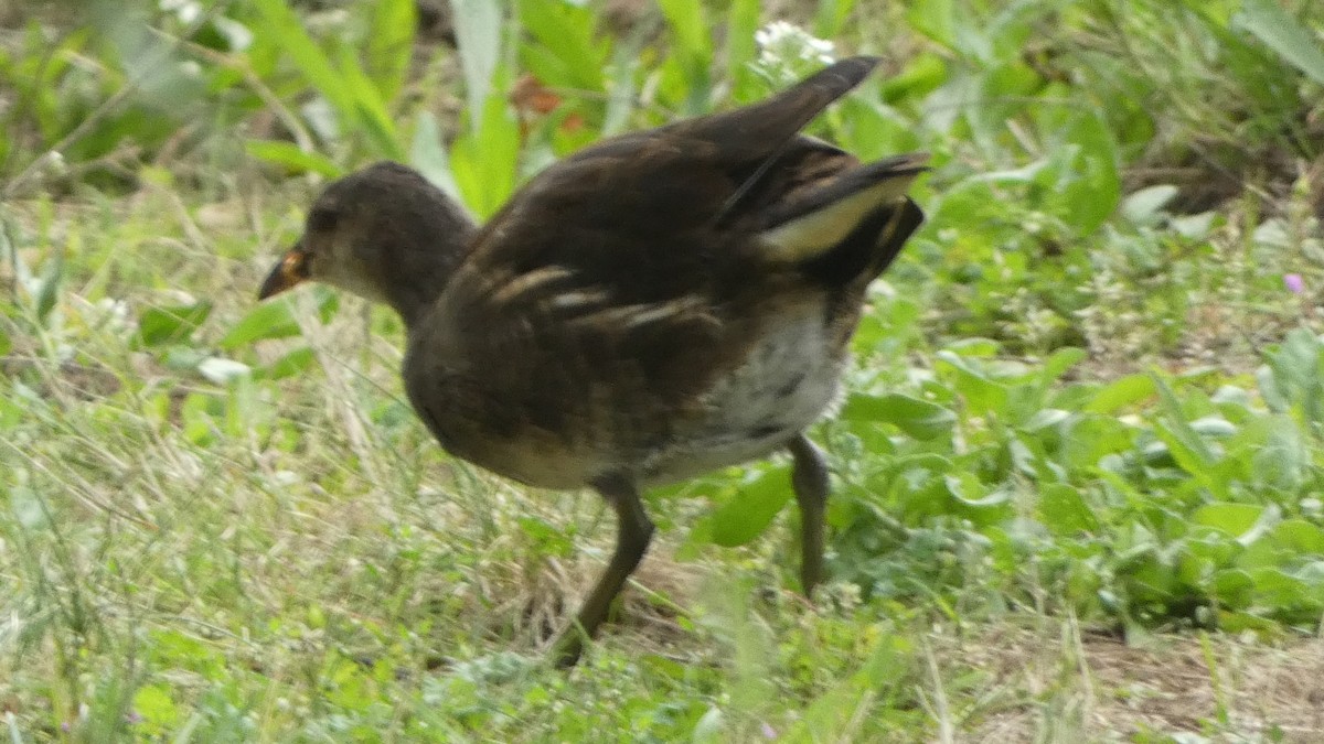 Eurasian Moorhen - ML642660729