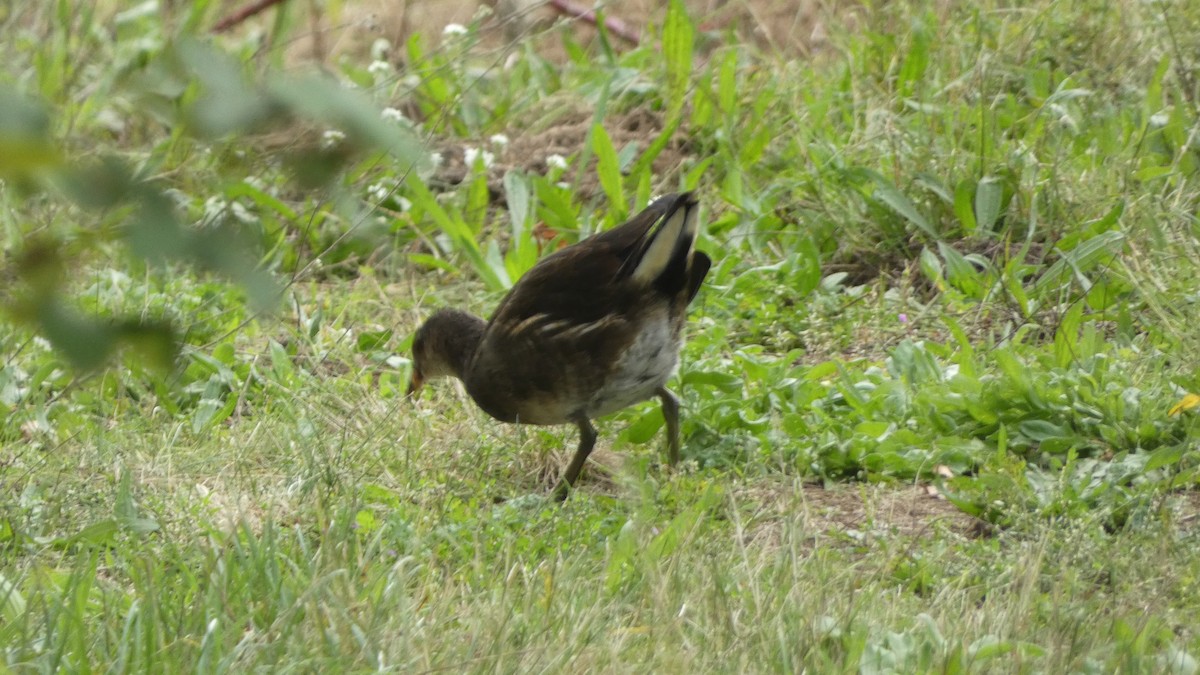 Eurasian Moorhen - ML642660733