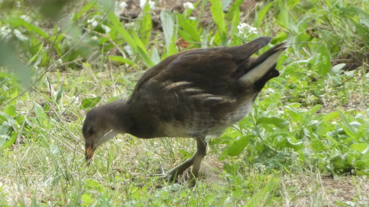 Eurasian Moorhen - ML642660739