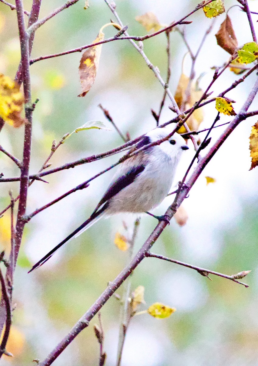 Long-tailed Tit - ML642660740