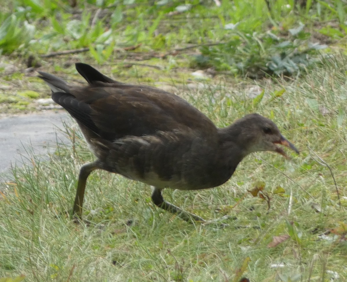 Eurasian Moorhen - ML642660742