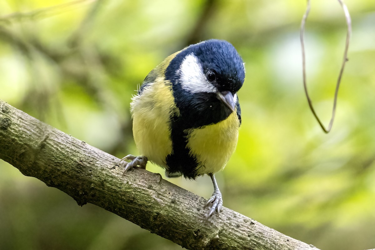 Great Tit - ML642660773