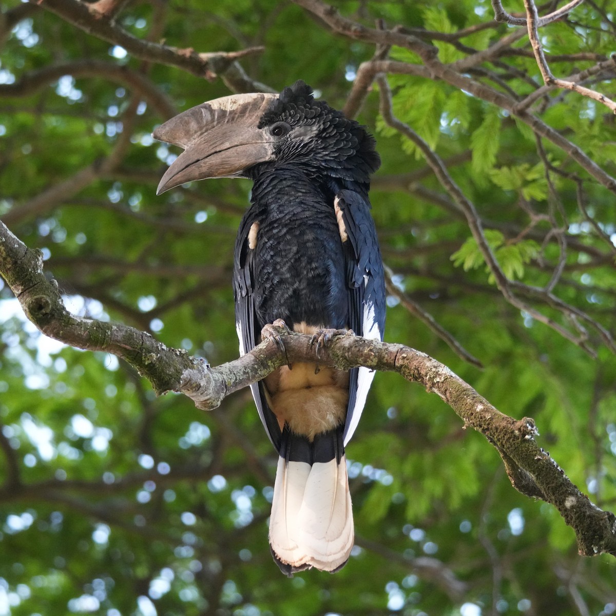 Black-and-white-casqued Hornbill - ML642660783