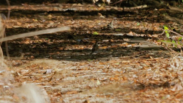 Yellow-throated Bunting - ML642660787