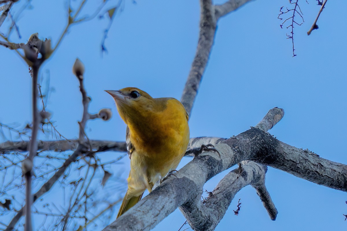 Baltimore Oriole - ML642660794