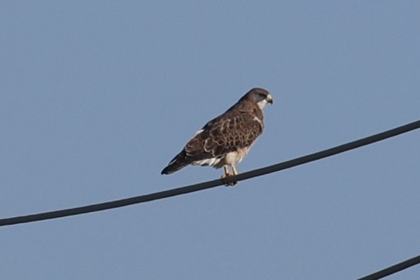 káně bělohrdlá - ML642660805