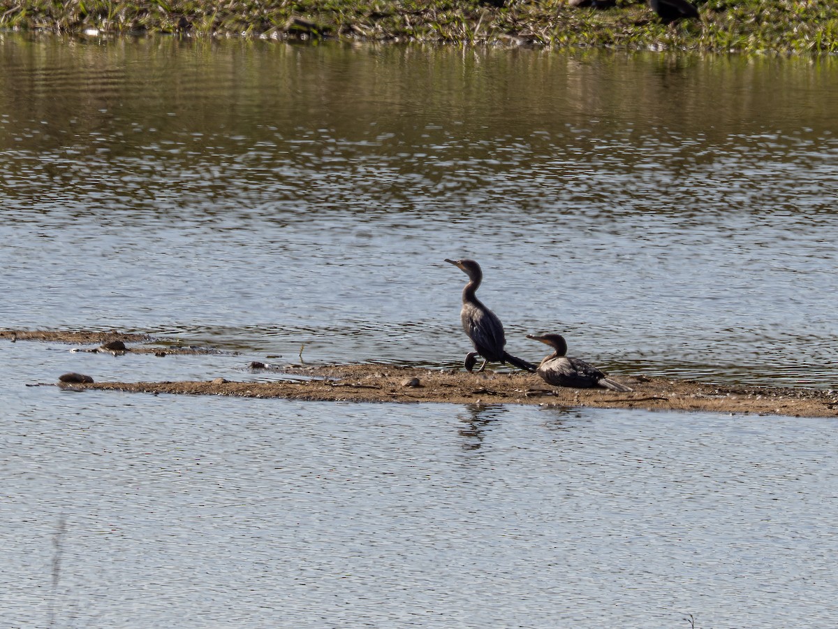 Neotropic Cormorant - ML642660822
