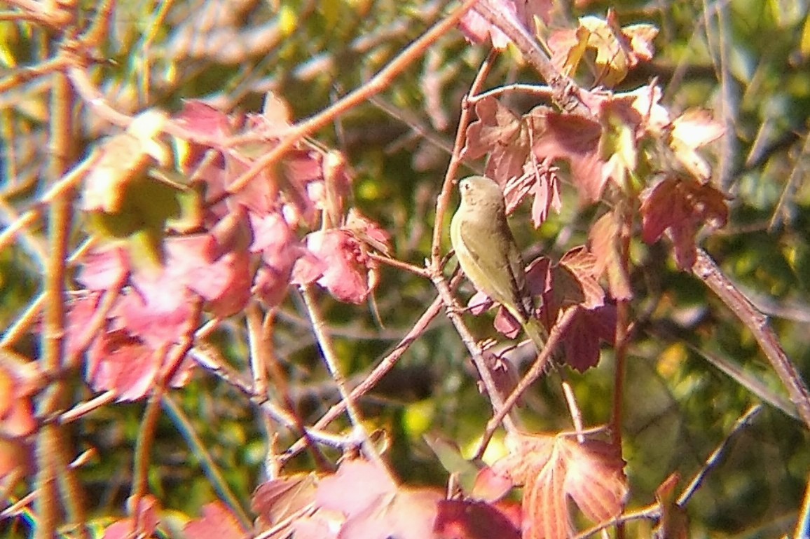 Orange-crowned Warbler - ML642660825