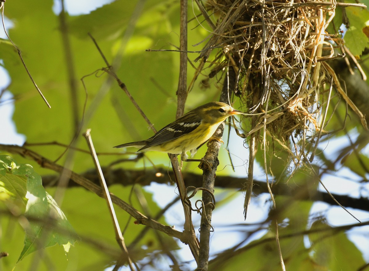 Blackburnian Warbler - ML642660842