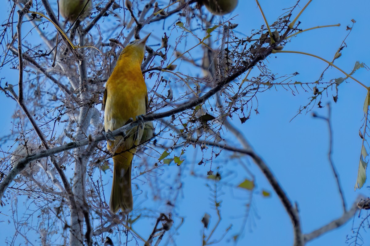 Baltimore Oriole - ML642660855