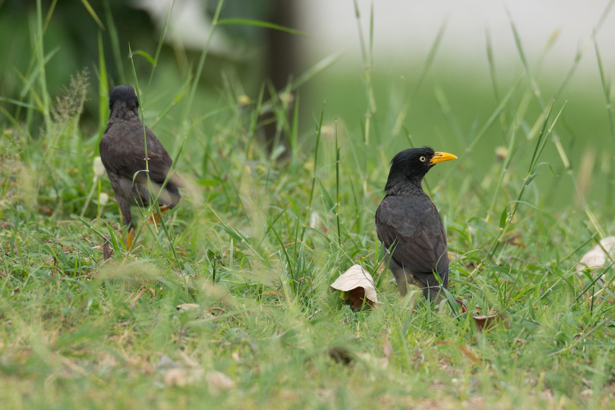 Javan Myna - ML642660860