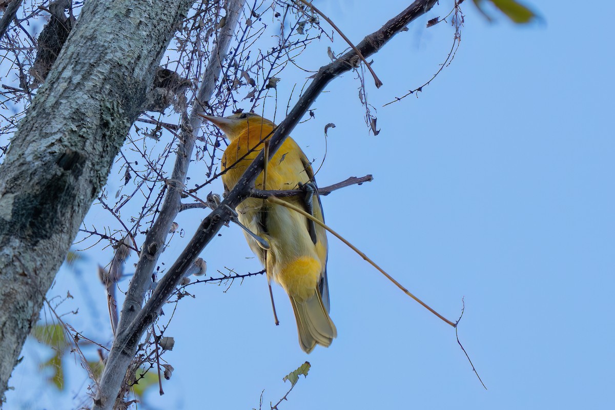 Baltimore Oriole - ML642660863