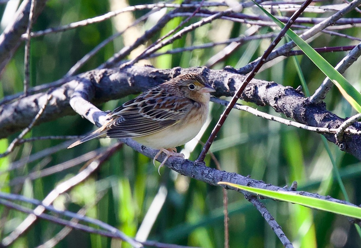 Grasshopper Sparrow - ML642660877