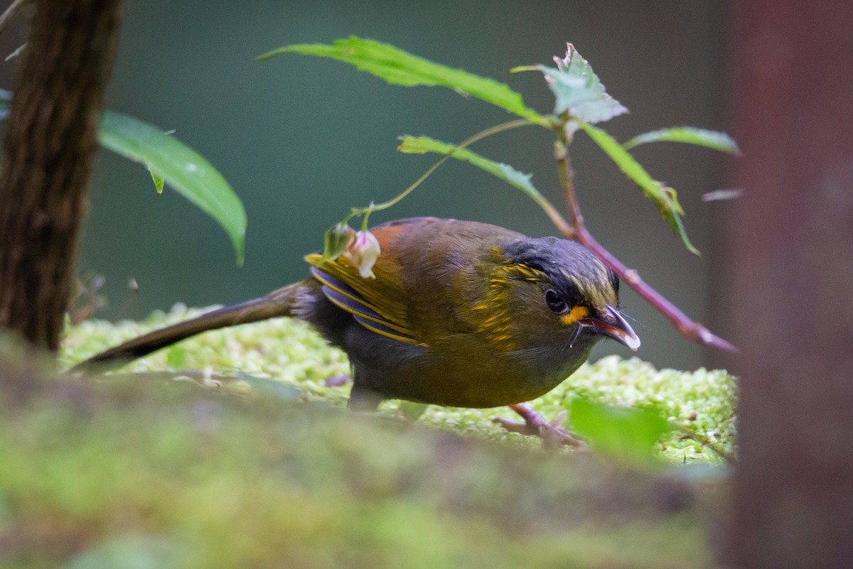 Taiwanbunthäherling - ML642660881