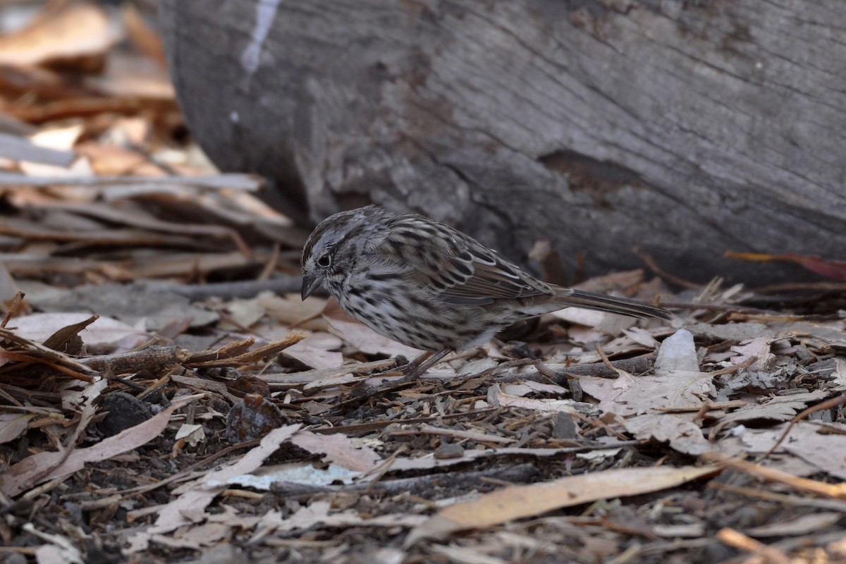 Song Sparrow (heermanni Group) - ML642660883