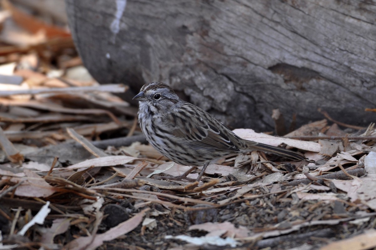 Song Sparrow (heermanni Group) - ML642660885