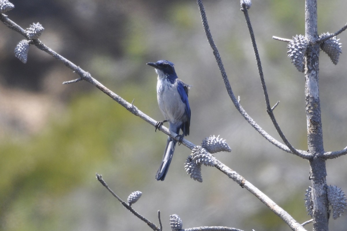 Island Scrub-Jay - ML642660887