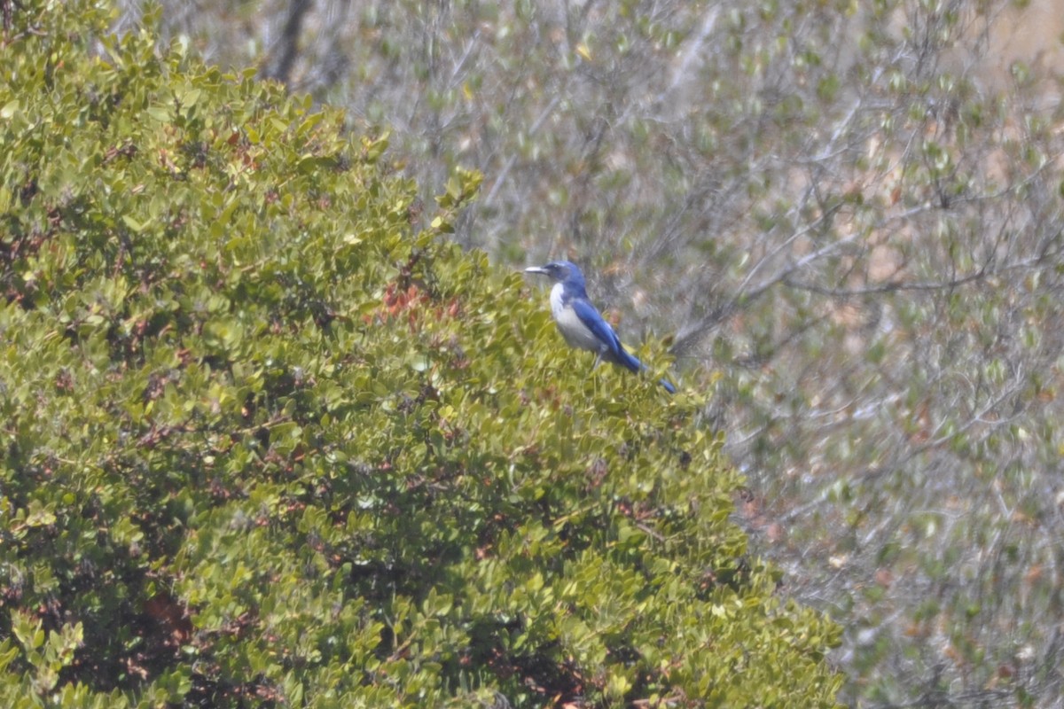 Island Scrub-Jay - ML642660888