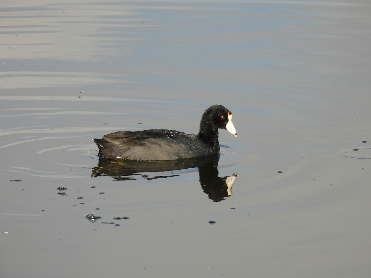 American Coot - ML642660893