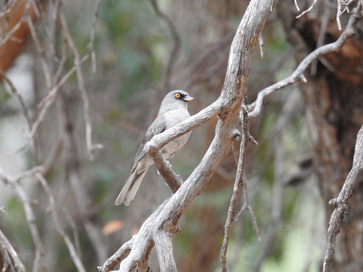 Yellow-eyed Junco - ML642660904