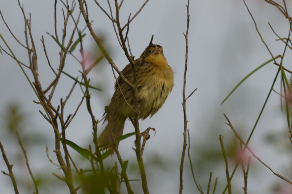 Bobolink - ML642660910