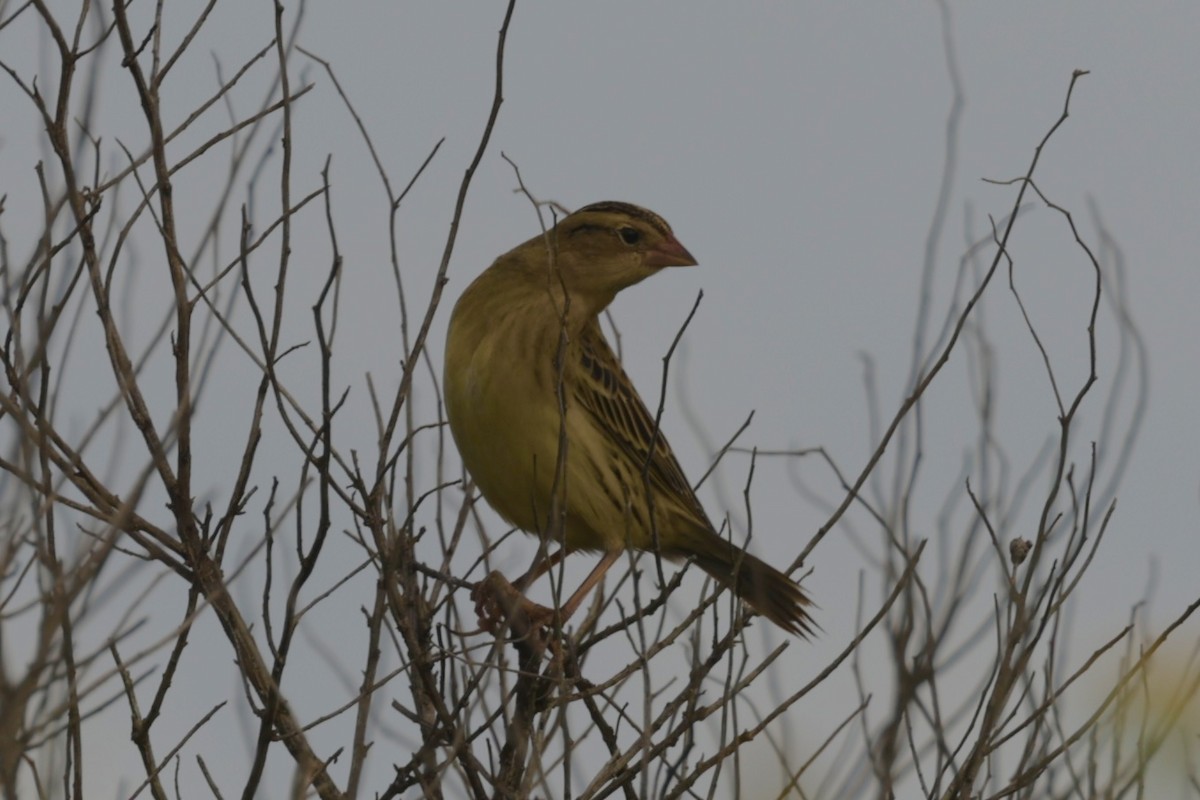 Bobolink - ML642660911