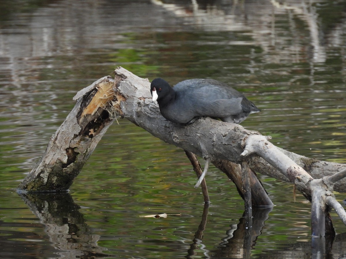 American Coot - ML642660914