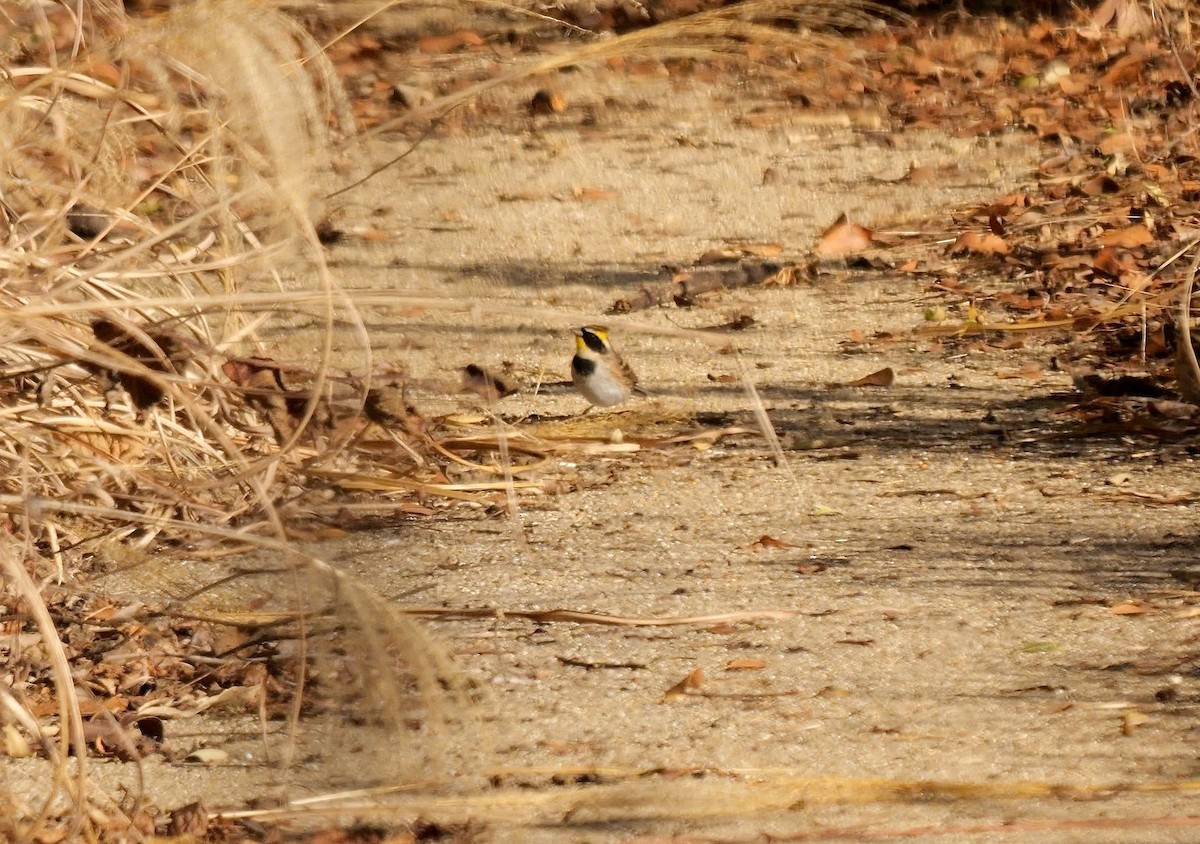Yellow-throated Bunting - ML642660929
