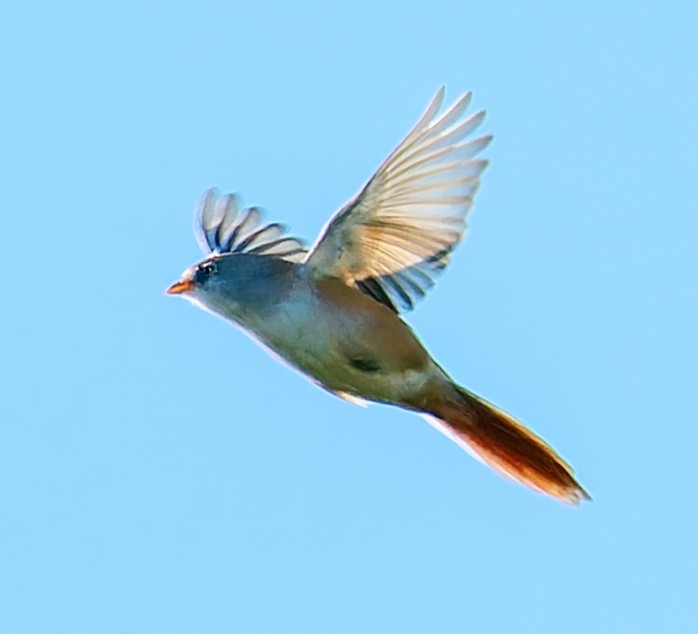 Bearded Reedling - ML642660953