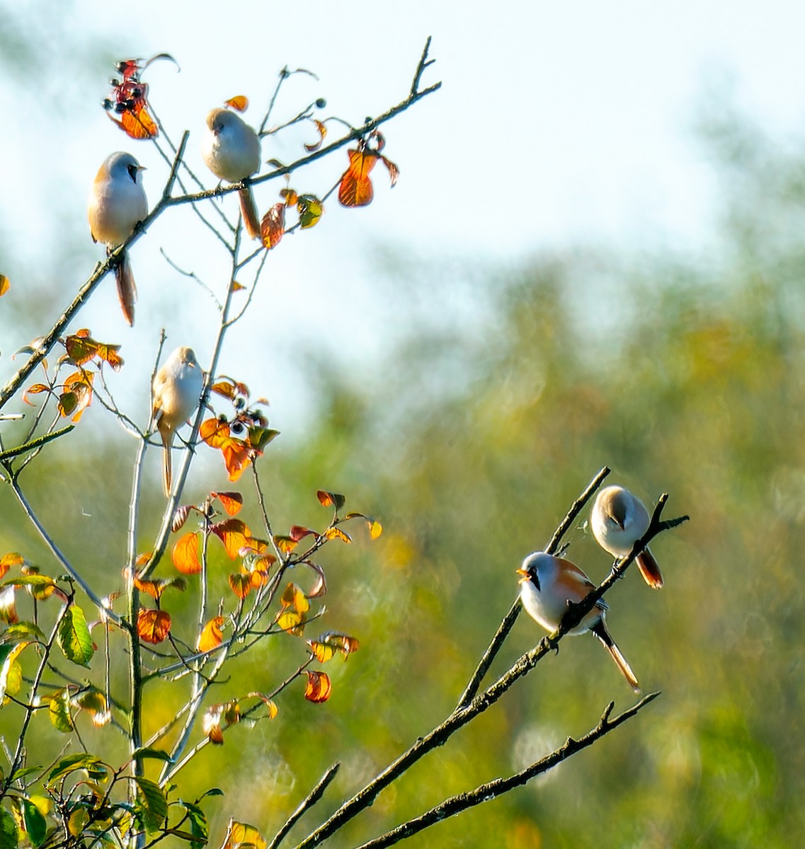 Bearded Reedling - ML642660954