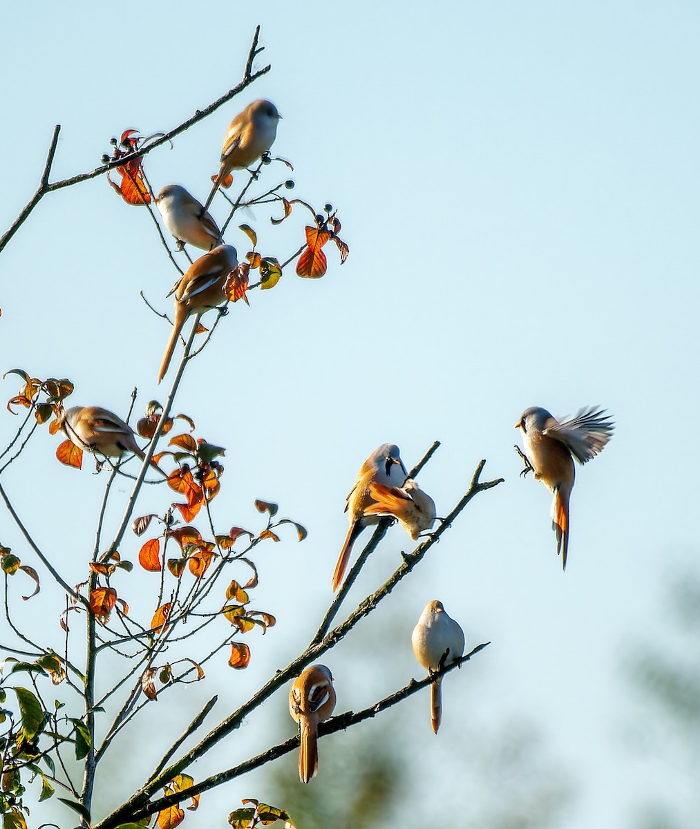 Bearded Reedling - ML642660955
