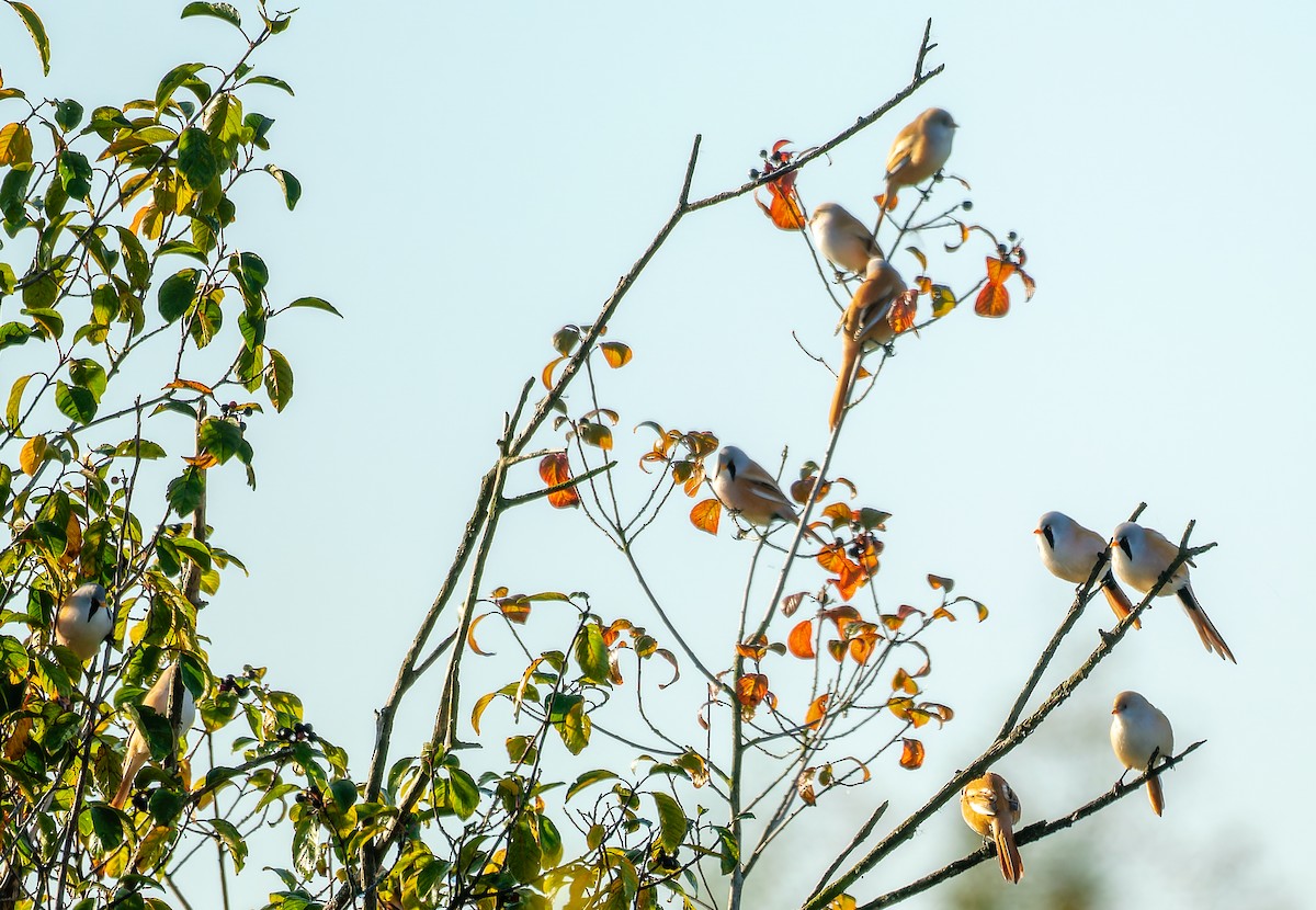 Bearded Reedling - ML642660956