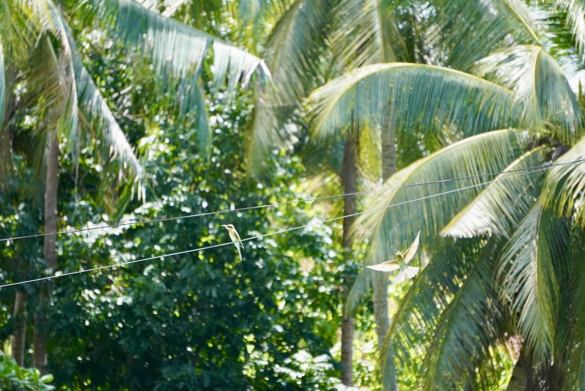 Blue-tailed Bee-eater - ML642660977