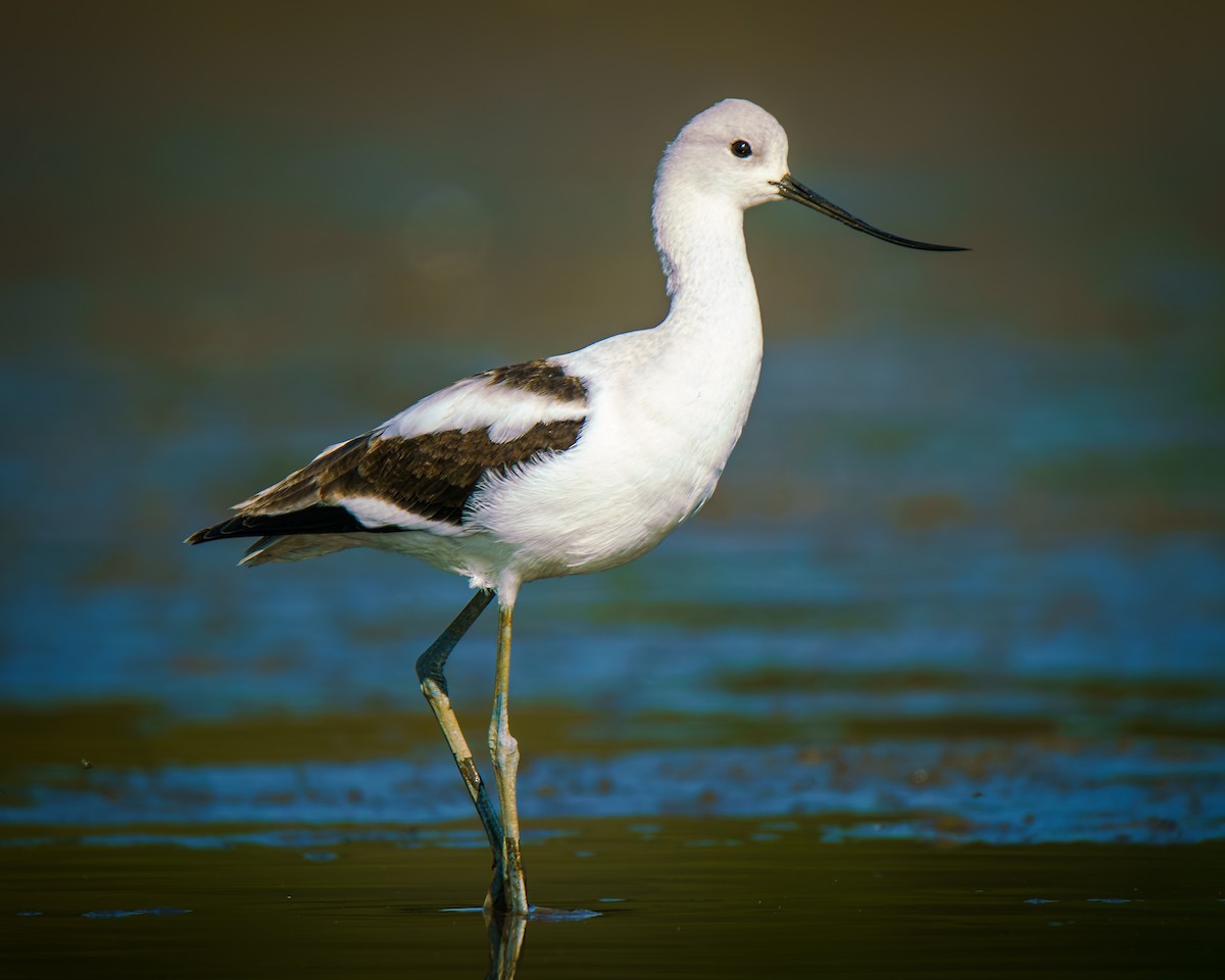 American Avocet - ML642660987