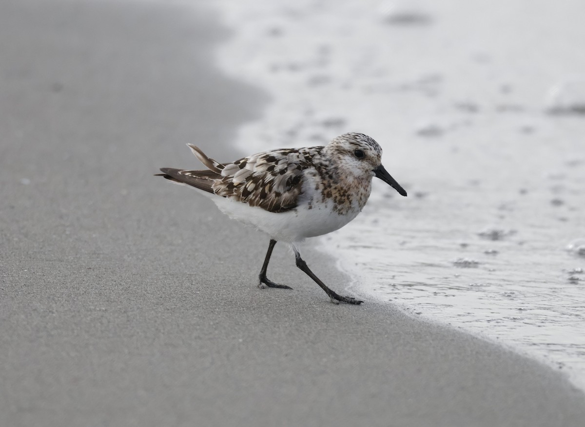 Sanderling - ML642660988