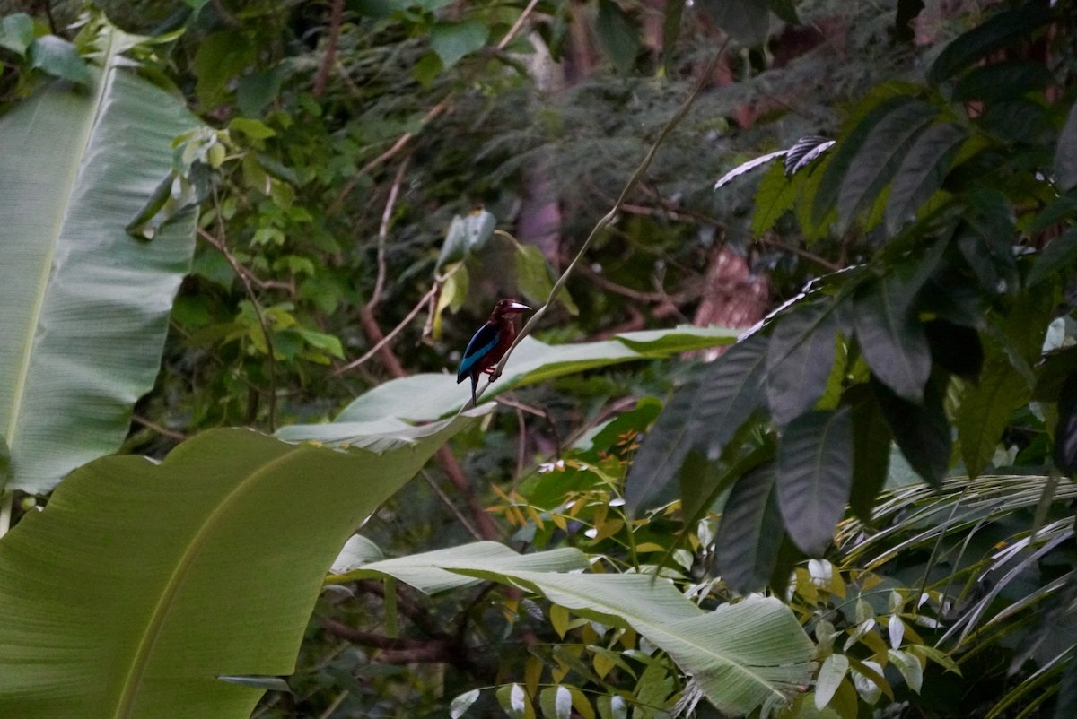 Brown-breasted Kingfisher - ML642660989