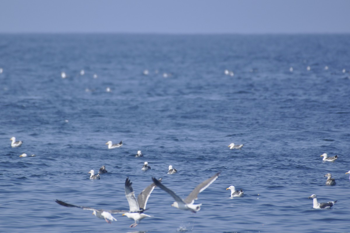 Western Gull - ML642661011