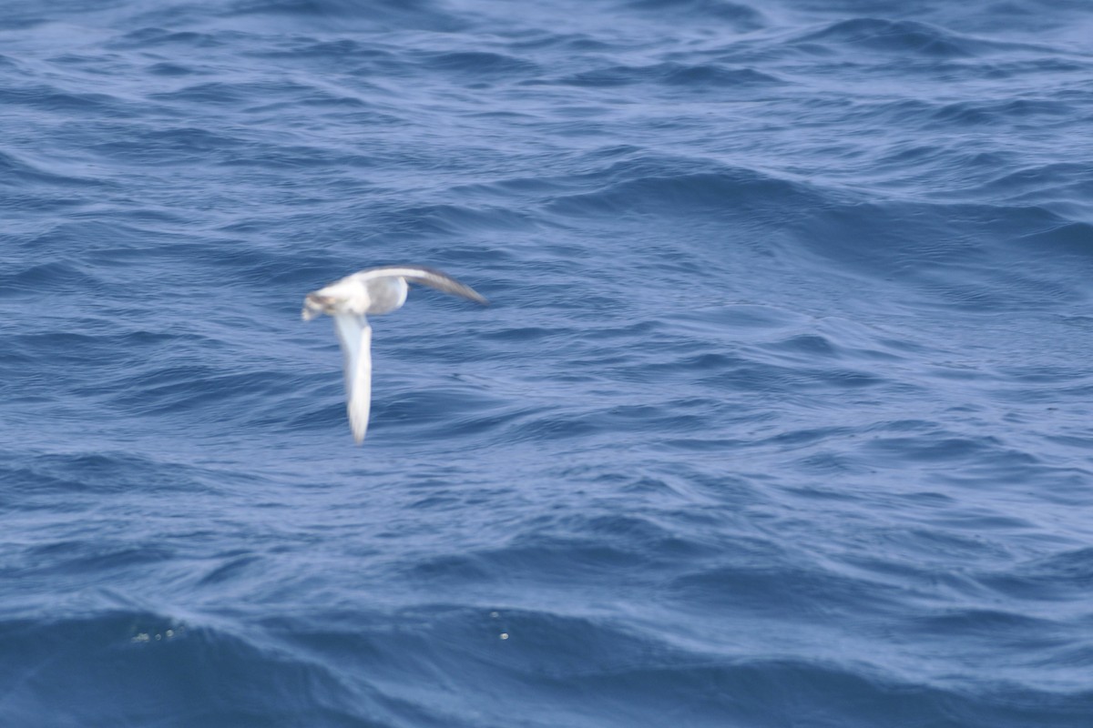 Red Phalarope - ML642661013
