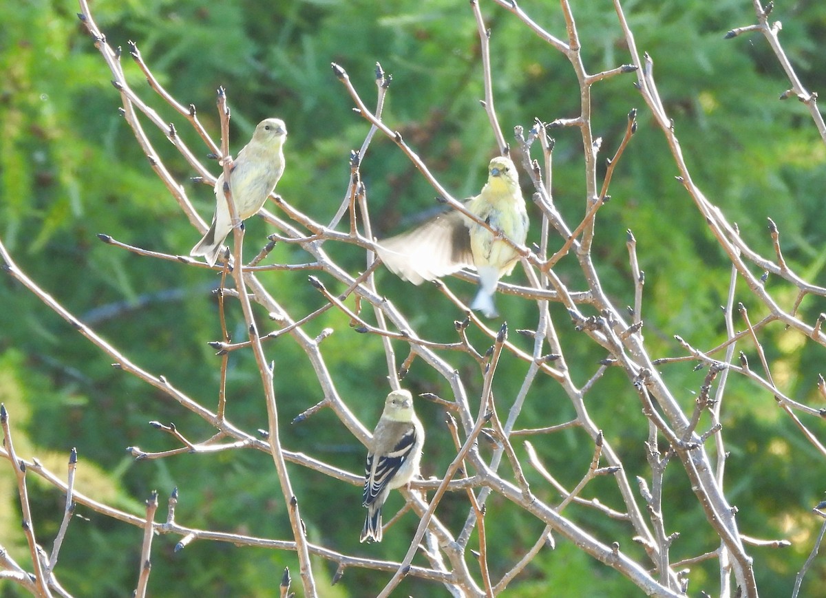 American Goldfinch - ML642661017