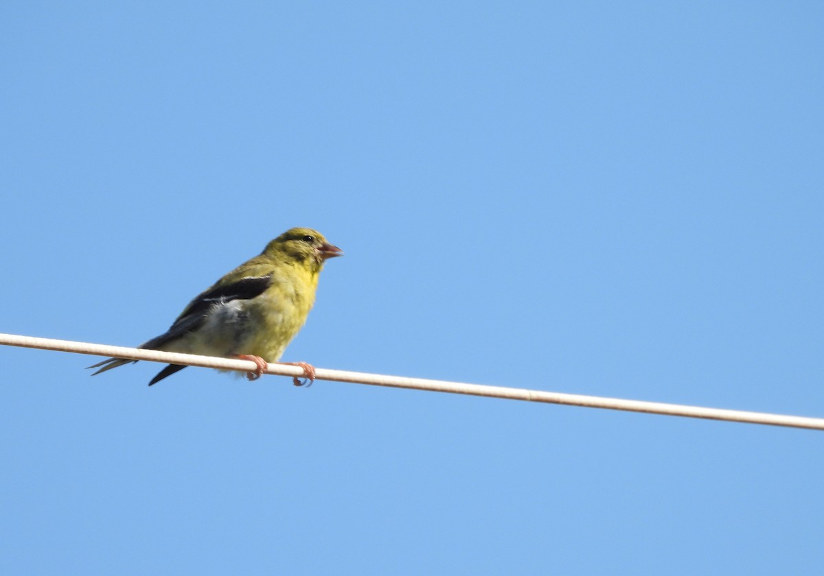 American Goldfinch - ML642661018