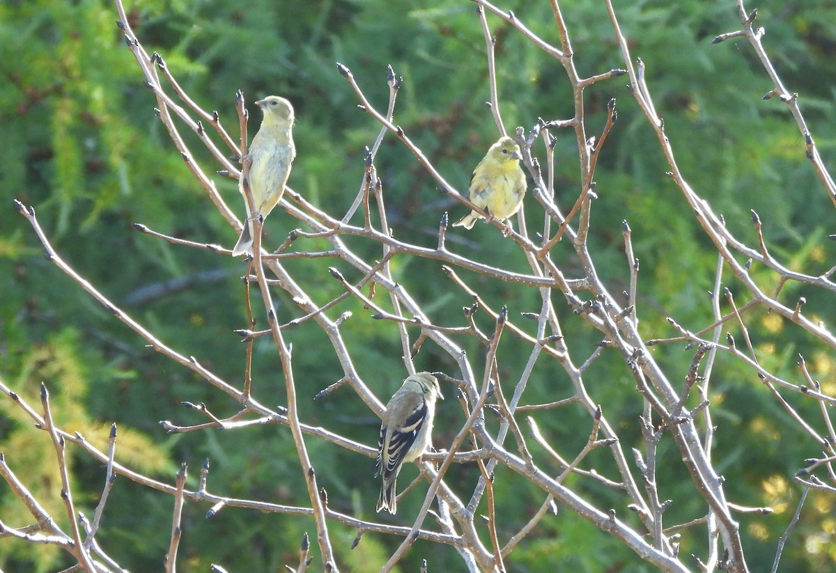 American Goldfinch - ML642661019
