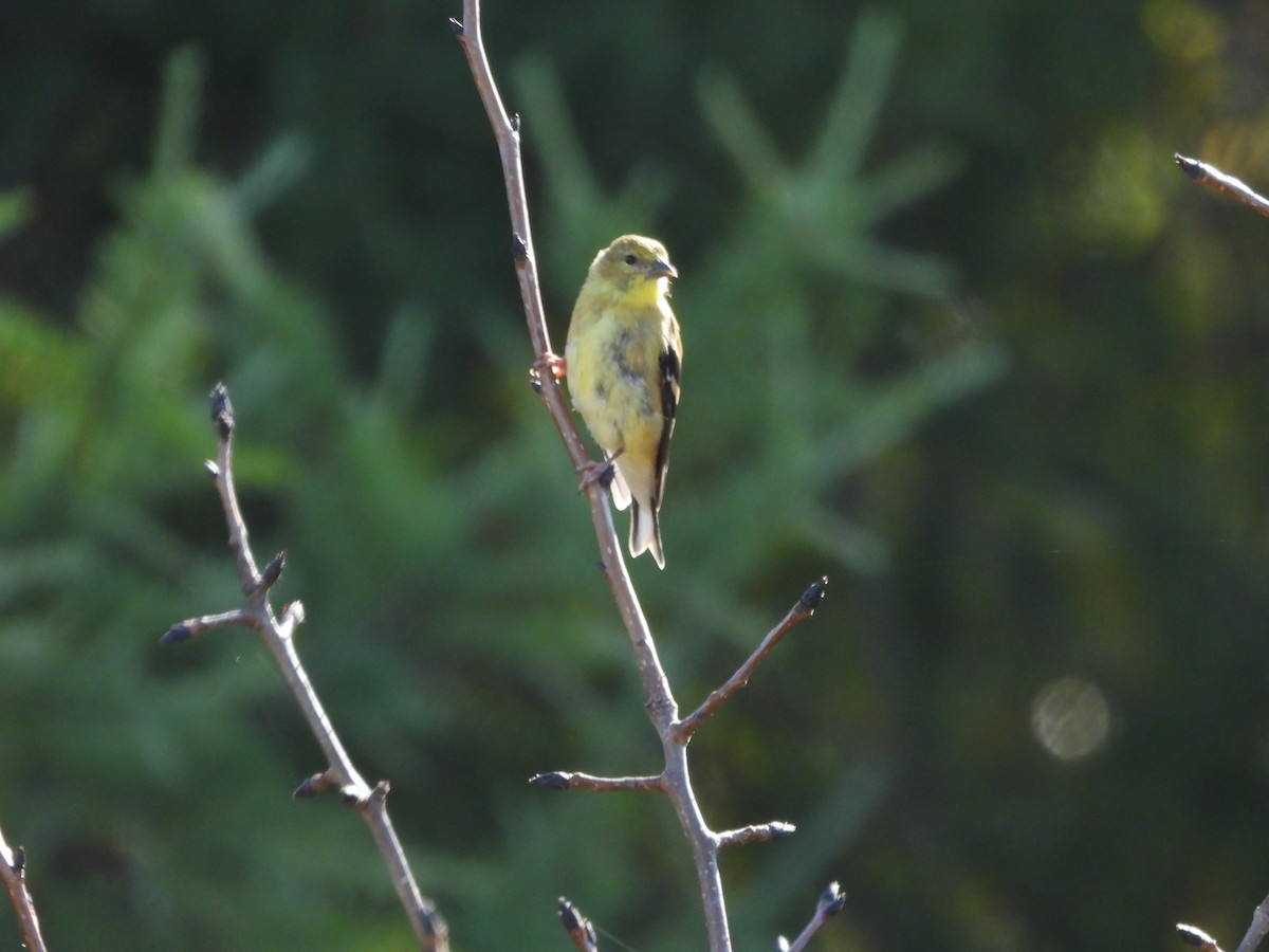 American Goldfinch - ML642661020