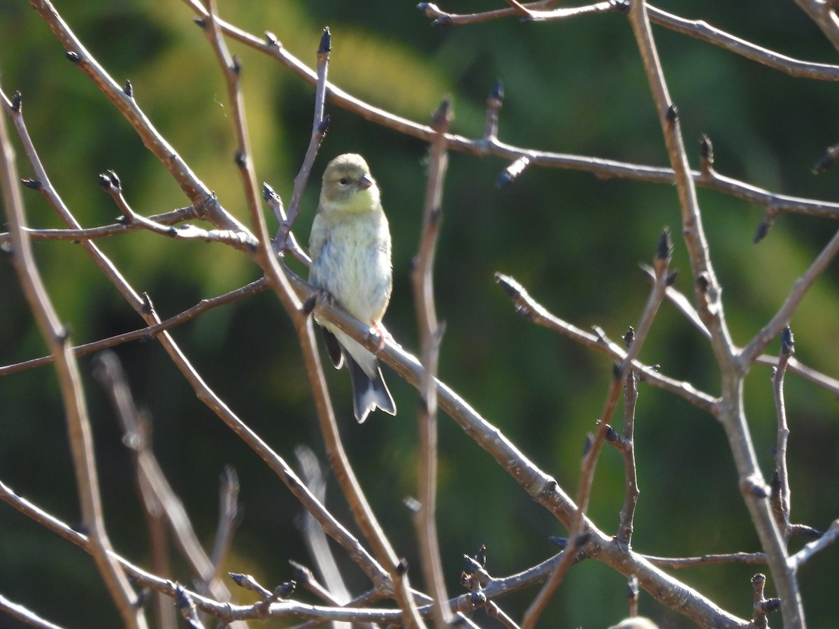 American Goldfinch - ML642661021