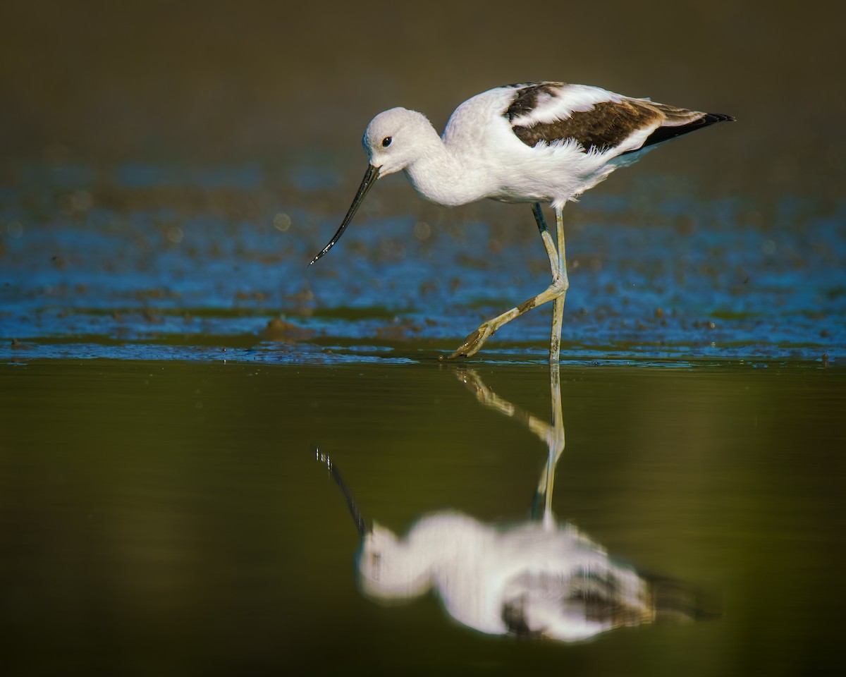 American Avocet - ML642661037