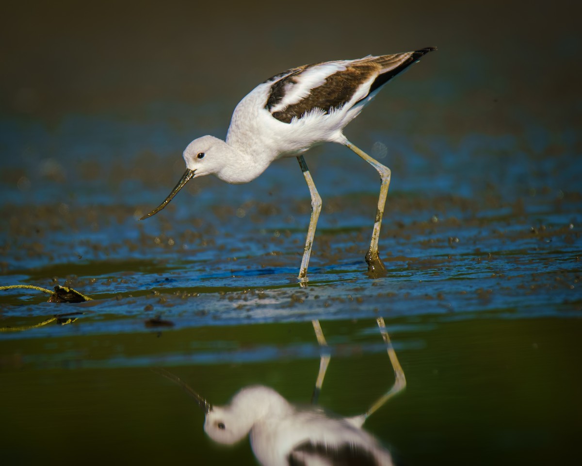 American Avocet - ML642661039