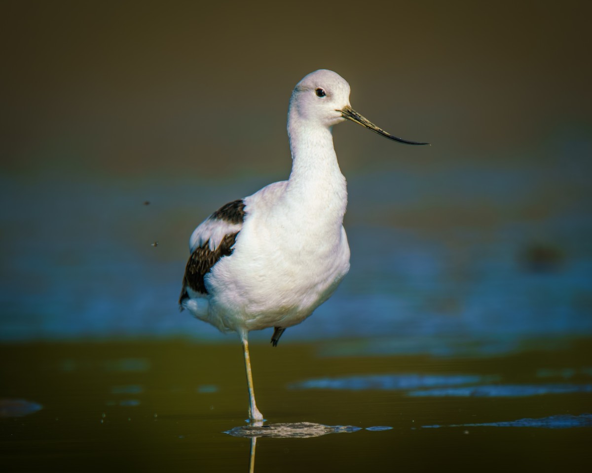 American Avocet - ML642661040