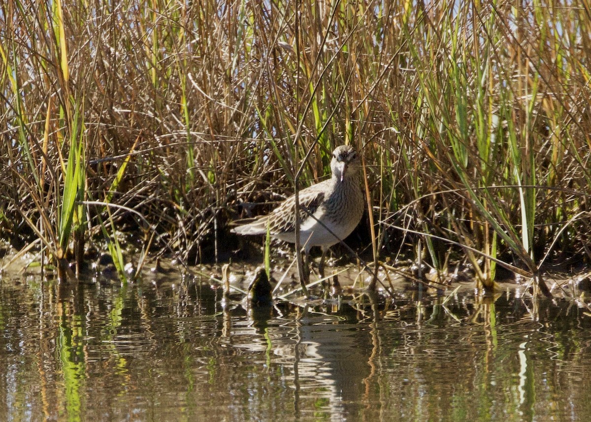 アメリカウズラシギ - ML642661042