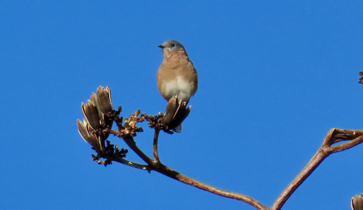 Eastern Bluebird - ML642661045