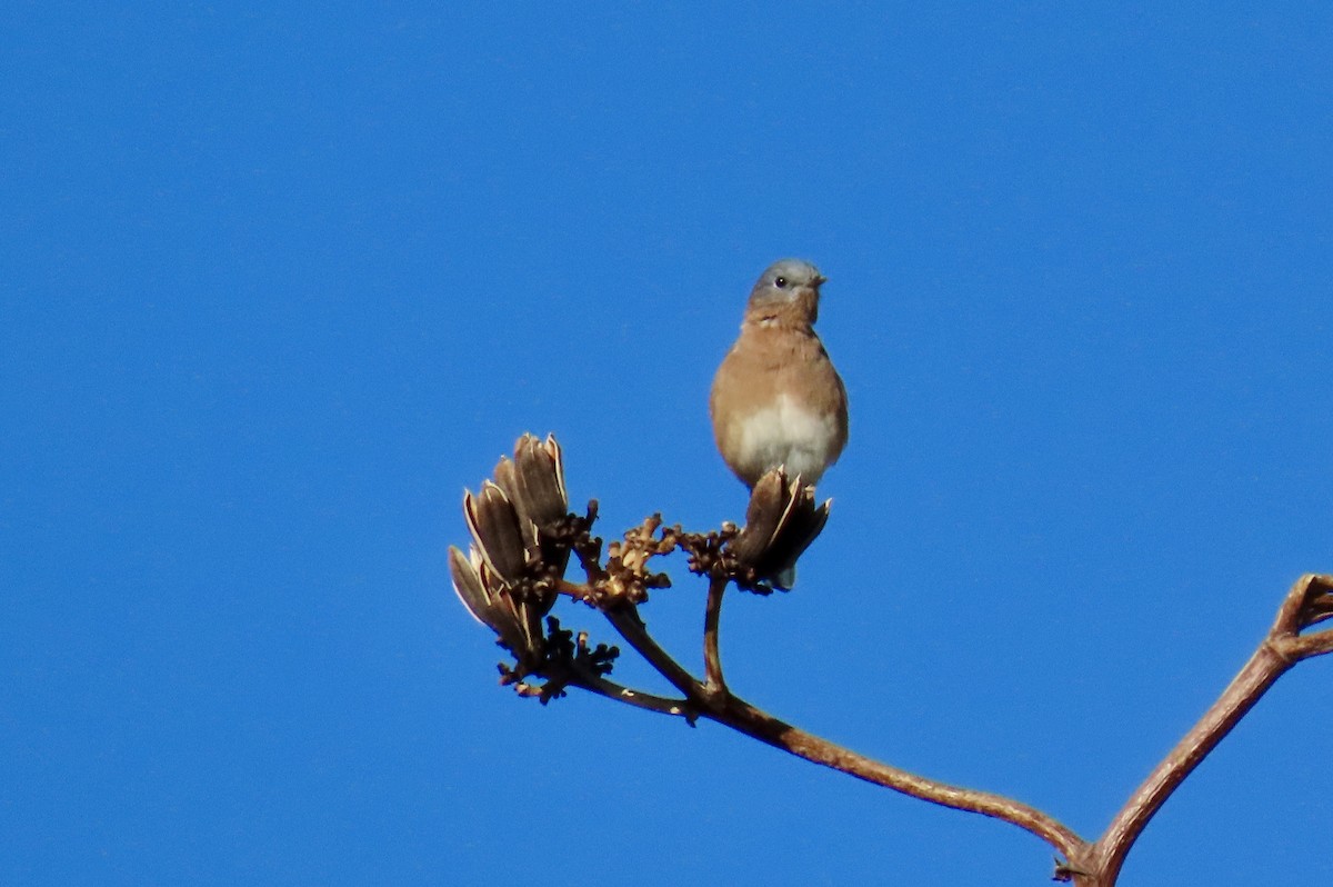 Eastern Bluebird - ML642661046