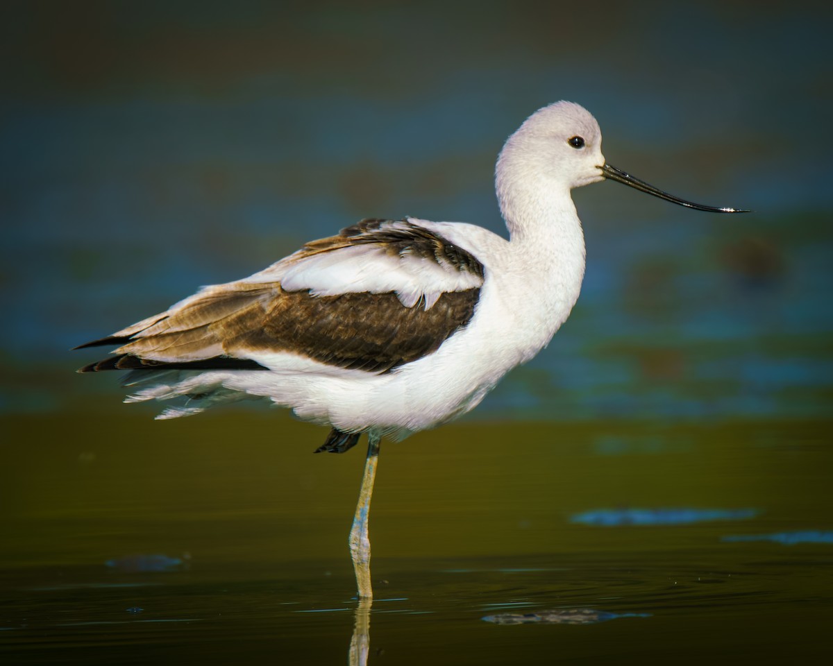 American Avocet - ML642661047